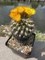 Preview: Weingartia lanata